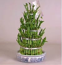 Бамбук Лаки в керамике - Bambusa D22 H31