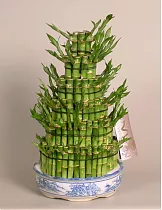 Бамбук Лаки в керамике - Bambusa D22 H36