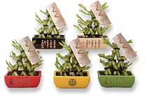 Бамбук Лаки в керамике лестница - Bambusa D14 H21