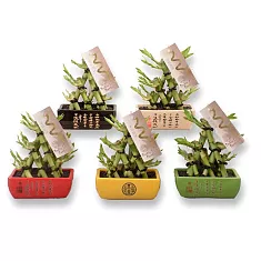 Бамбук Лаки в керамике лестница - Bambusa D14 H21