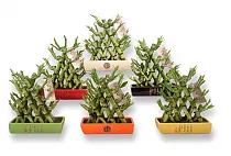 Бамбук Лаки в керамике треугольник - Bambusa D20 H27