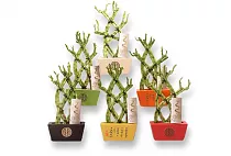 Бамбук Лаки в керамике плетеный - Bambusa D14 H30