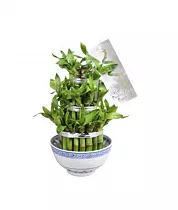 Бамбук Лаки - Bambusa D10 H16