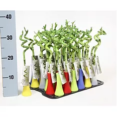 Стебель бамбука - Bambusa D40