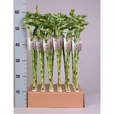 Стебель бамбука - Bambusa D60