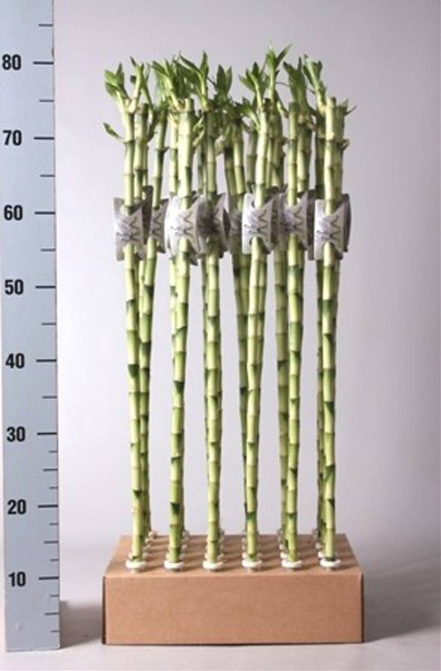 Стебель бамбука - Bambusa D80