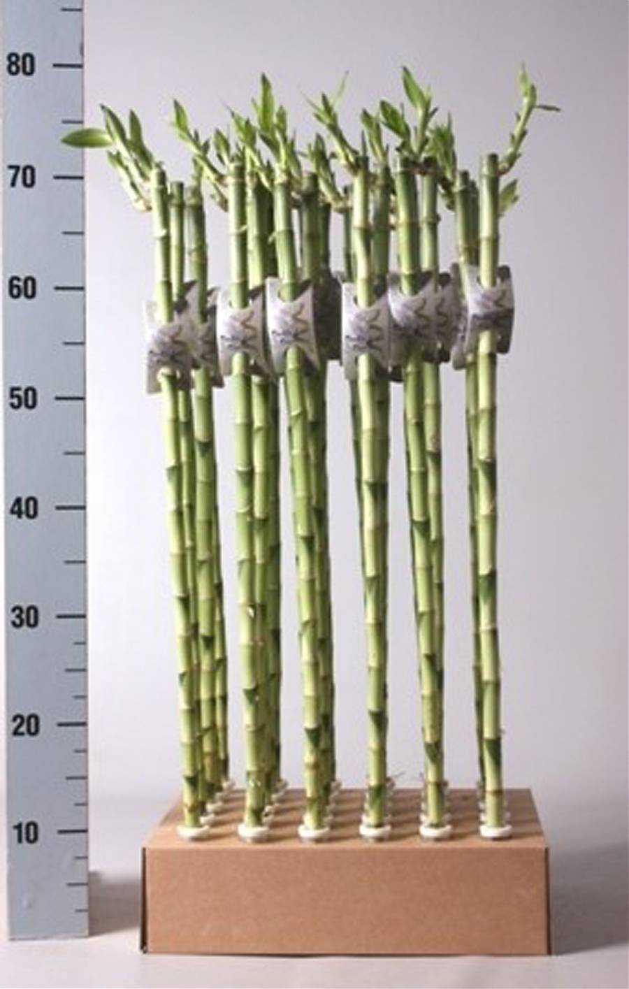 Стебель бамбука - Bambusa D75