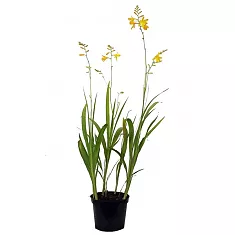 Крокосмия Кармин Бриллиант - Crocosmia Carmine Brilliant D12 H40