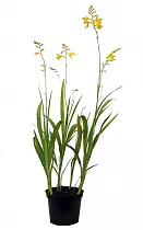 Крокосмия Кармин Бриллиант - Crocosmia Carmine Brilliant D12 H40