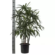Пальма Рапис - Rhapis D23 H120