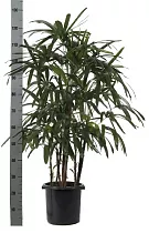 Пальма Рапис - Rhapis D23 H120