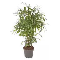 Пальма Рапис высокий - Rhapis Excelsa D40 H170