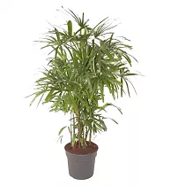 Пальма Рапис высокий - Rhapis Excelsa D40 H170