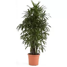Пальма Рапис - Rhapis D25 H150