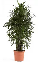 Пальма Рапис - Rhapis D25 H150
