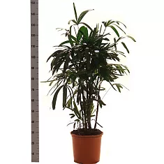 Пальма Рапис - Rhapis D30 H160