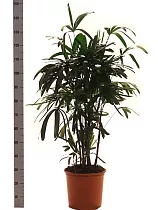 Пальма Рапис - Rhapis D30 H160