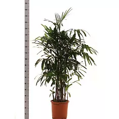 Пальма Рапис - Rhapis D35 H190