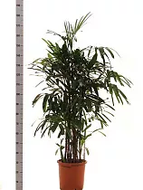 Пальма Рапис - Rhapis D35 H190