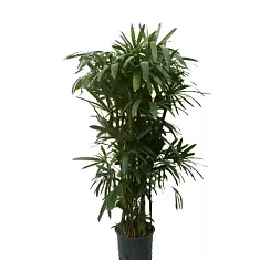 Пальма Рапис - Rhapis D40 H220