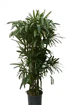 Пальма Рапис - Rhapis D40 H220
