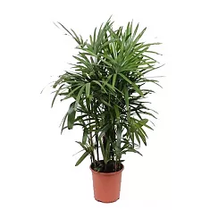Пальма Рапис - Rhapis Excelsa D34 H140