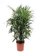 Пальма Рапис - Rhapis Excelsa D34 H140