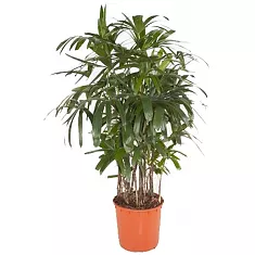 Пальма Рапис - Rhapis Excelsa D34 H130