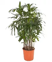 Пальма Рапис - Rhapis Excelsa D34 H130