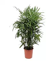 Пальма Рапис высокий - Rhapis Excelsa (fachjan) D27 H140