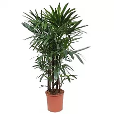 Пальма Рапис высокий - Rhapis Excelsa (fachjan) D30 H160