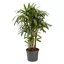 Пальма Рапис высокий - Rhapis Excelsa D27 H130