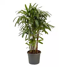 Пальма Рапис высокий - Rhapis Excelsa D27 H130