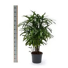 Пальма Рапис высокий - Rhapis Excelsa D31 H130