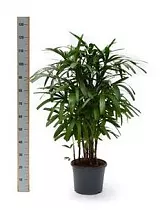 Пальма Рапис высокий - Rhapis Excelsa D31 H130
