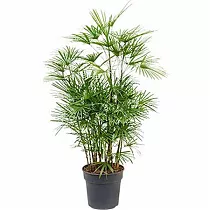 Пальма Рапис низкий - Rhapis Humilis D30 H100