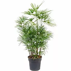 Пальма Рапис низкий - Rhapis Humilis D30 H100