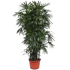 Пальма Рапис - Rhapis D44 H280