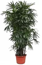Пальма Рапис - Rhapis D44 H280