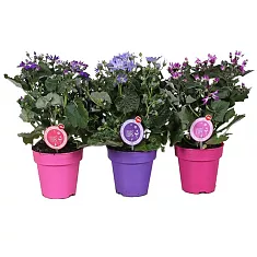 Крестовник (циннерария) Кровавая микс - Senecio cruentus mix D14 H30