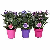 Крестовник (циннерария) Кровавая микс - Senecio cruentus mix D14 H30