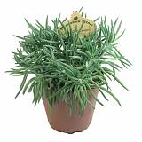 Крестовник Сенецио хаворта Калиманжаро - Senecio haworthii Kilimanjaro D12 H25