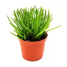 Крестовник Гималая - Senecio Archeri Himalaya D10 H15