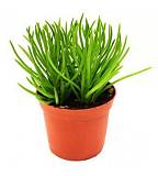 Крестовник Гималая - Senecio Archeri Himalaya D10 H15