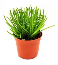 Крестовник Гималая - Senecio Archeri Himalaya D10 H15