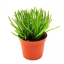 Крестовник Гималая - Senecio Archeri Himalaya D5 H10