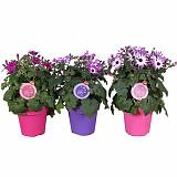 Крестовник (циннерария) Кровавая микс - Senecio cruentus mix D10 H20