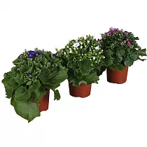 Крестовник (циннерария) Кровавая микс - Senecio cruentus mix D12 H25