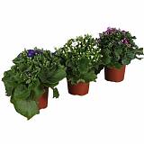 Крестовник (циннерария) Кровавая микс - Senecio cruentus mix D12 H25