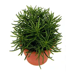 Крестовник (Сенецио) Гималая - Senecio Himalaya D12 H25